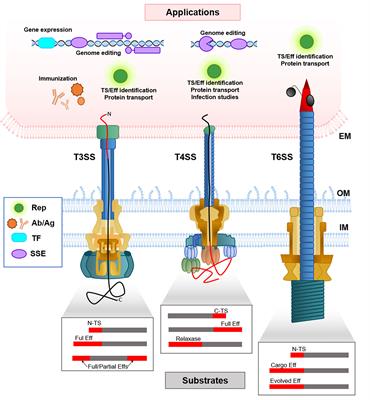 Recruitment of heterologous substrates by bacterial secretion systems for transkingdom translocation